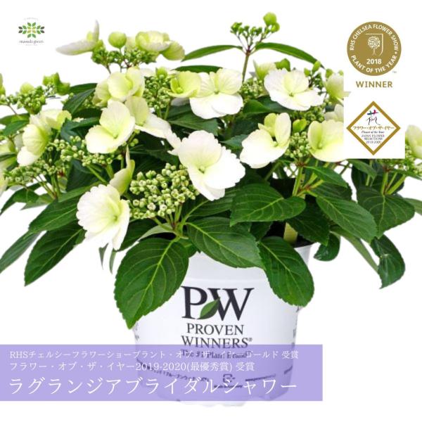 [Release date: May 1, 2026]ー純白の花びらがハラハラと舞うブライダルシャワーの様なアジサイー側芽（枝につく芽）に花がつくラグランジアは、剪定位置を細かく気にしなくても、次の年にはたくさんの花芽をつけ、株いっぱいの花...