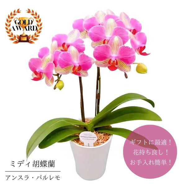 父の日 ミディ胡蝶蘭 鉢植え 特別賞受賞 抜群の花もち アンスラ・パルレモ 希少 ４号２本立 フラワーギフト プレゼント