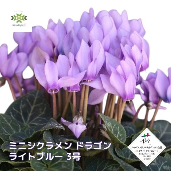 ミニシクラメン 花苗 ドラゴン ライトブルー 3号ポット 青い花 ガーデニング 世界初 希少 花壇 庭植え 鉢 寄せ植え 耐寒性 小さい 秋 冬