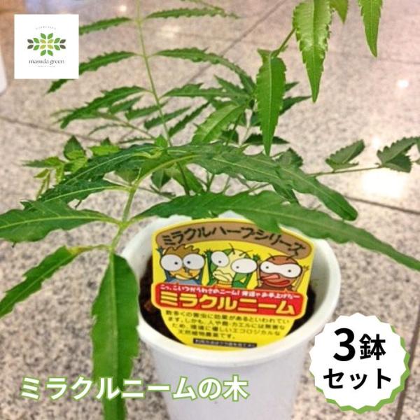 ミラクルニーム 夏の虫よけ対策 虫除けハーブ ペットやお子様にも安心 ４号 鉢植え ニームの木 ３鉢セット 蚊除け 蚊よけ植物 防虫 害虫