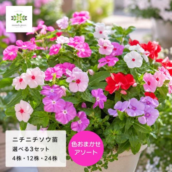 ニチニチソウ 花苗 12株 夏の花 暑さに強い 花壇 プランター 寄せ植え 色おまかせ アソート
