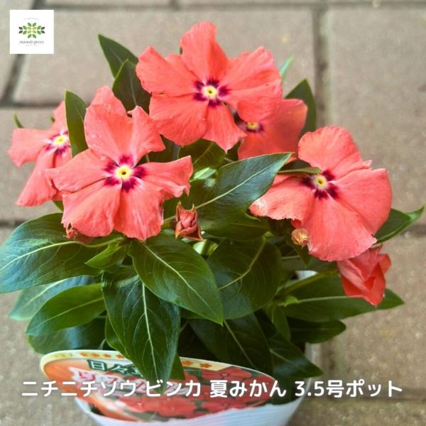 ニチニチソウ ビビッドオレンジカラー 花苗 ビンカ 夏みかん オレンジ 日々草 3.5号ポット
