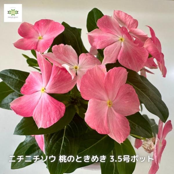 ニチニチソウ 新品種 日々草 ビンカ 桃のときめき 3.5号ポット 苗 花 新色 ピンク グラデーション ガーデニング かわいい