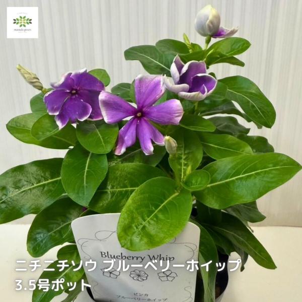 ニチニチソウ 花苗 ブルーベリーホイップ ビンカ 日々草 夏の花 暑さに強い 寄せ植え 花壇