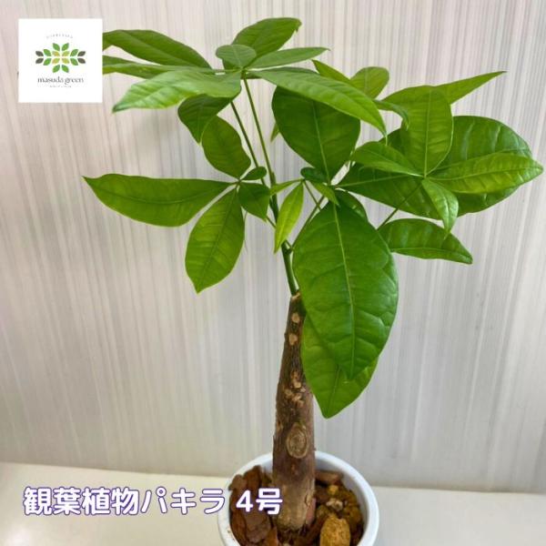 観葉植物 パキラ 鉢植え 4号 初心者 開店祝い 新築祝い 引っ越し祝い カフェ風 プレゼント インテリア 育てやすい