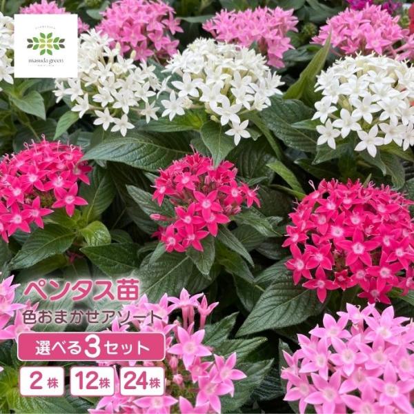 ペンタス 花苗 12株セット 夏の花 夏花壇 暑さに強い 花壇苗 寄せ植え ガーデニング 長く咲く