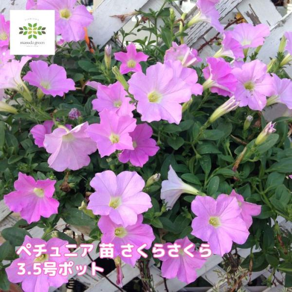 ペチュニア さくらさくら 3.5号ポット 花苗 ランドスケープ グランドカバー 寄せ植え ガーデニング 花壇 鉢植え
