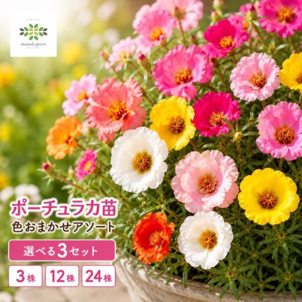 ポーチュラカ 苗 色おまかせ 花苗セット 5株 3〜3.5号ポット 夏の花 寄せ植え 花壇 ガーデニング 赤 白 黄色 ピンク