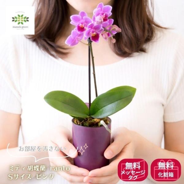 ミディ胡蝶蘭 ranto 父の日ピンク 鉢植え Sサイズ 1本立 1-2ヶ月咲く プレゼント ギフト 水やり簡単 シック モダン シンプル