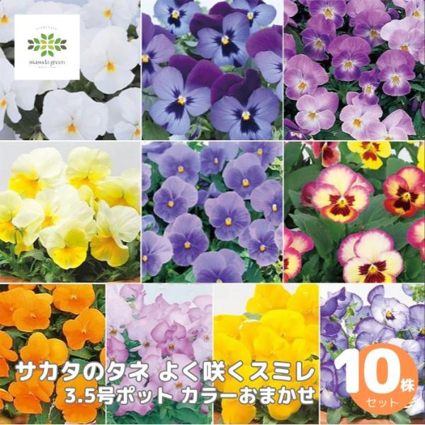 パンジー よく咲くスミレ 3.5号ポット おまかせ色アソート 10株セット サカタのタネ 花苗 耐寒性 鉢植え 地植え プランター 栽培 ガーデニング 寄せ植え
