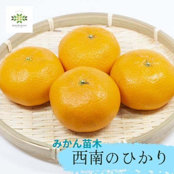 みかん 苗木 西南のひかり 4.5号 ロングポット 希少 高級柑橘 糖度13度
