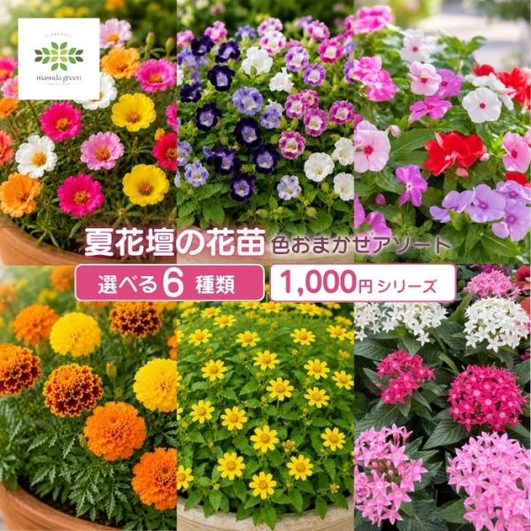 夏の花苗 1000円シリーズ 夏花壇 おまかせアソート 選べる6種類 ポーチュラカ ニチニチソウ トレニア マリーゴールド メランポジウム ペンタス