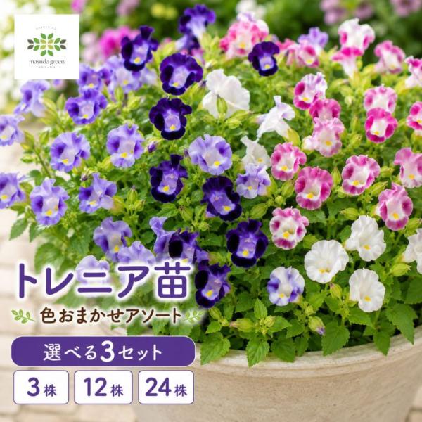 トレニア 花苗 お試し 3株セット 夏花壇 夏の花 暑さに強い 半日陰 花壇苗 寄せ植え プランター ガーデニング