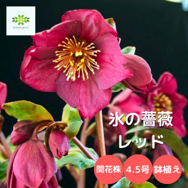 [Release date: January 8, 2026]【重要】画像は満開時のイメージです。気候によっては生育が遅れ、蕾が多い状態でのお届けとなりますことをご了承ください。■「クリスマスローズ」とは？美しいのはもちろん、お手入れが少な...