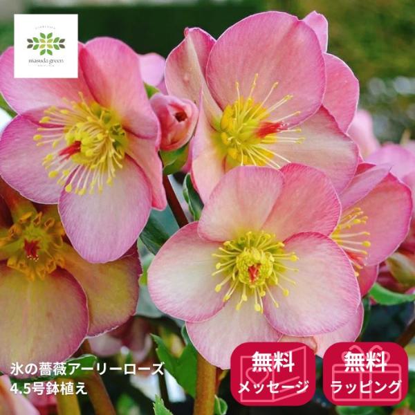 masudagreen1_win-cra