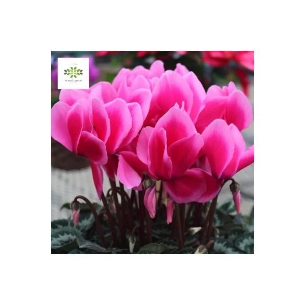 [Release date: December 1, 2025]入荷次第発送のため、お届け日は指定できません。すっきりとしたさわやかな香りと、冬中鮮やかな花を楽しめるシクラメンです。 きゅっと小さな愛らしい蕾から、ふりふりで華やかなフリルの...