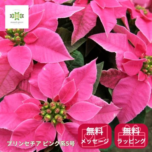 ポインセチア プリンセチア 新品種 ホットピンク ルージュなど 鉢植え ５号 フラワーギフト クリスマス プレゼント 贈り物 誕生日 お祝い かわいい