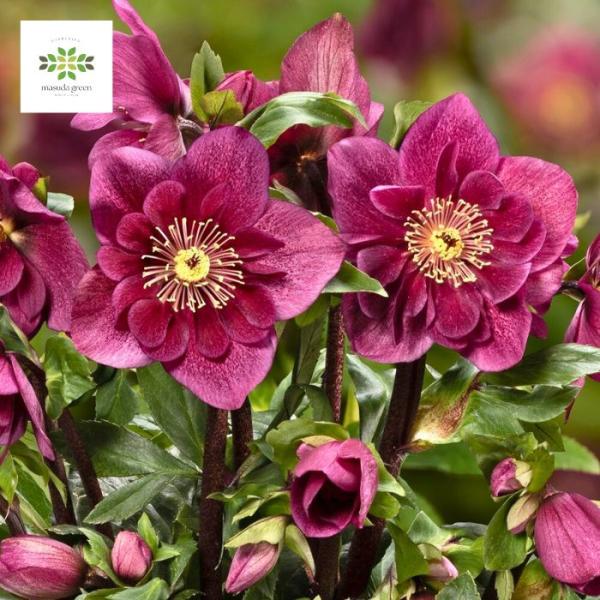 [Release date: December 1, 2025]【重要】画像は満開時のイメージです。気候によっては生育が遅れ、蕾が多い状態でのお届けとなりますことをご了承ください。※現在、開花し始めの絶好の状態となっております！ー秘密の品種...