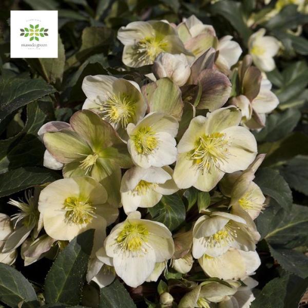 [Release date: December 1, 2025]【重要】画像は満開時のイメージです。気候によっては生育が遅れ、蕾が多い状態でのお届けとなりますことをご了承ください。■スノーローズ HGCマーロンの特徴■クリスマスローズは、花...