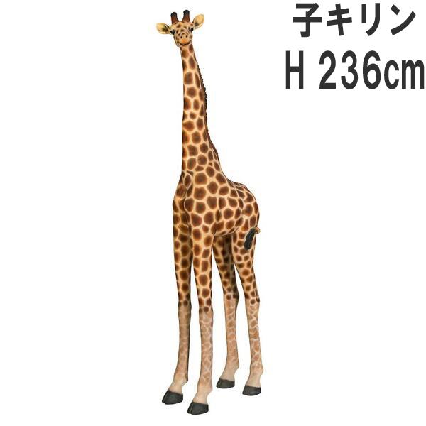 可愛い子キリン 実物大 子供 きりん 大型 リアル 赤ちゃん アニマル フィギュア 大きい FRPオブジェ かわいい動物 インテリア 置物 看板 博物館 動物園 fr080131