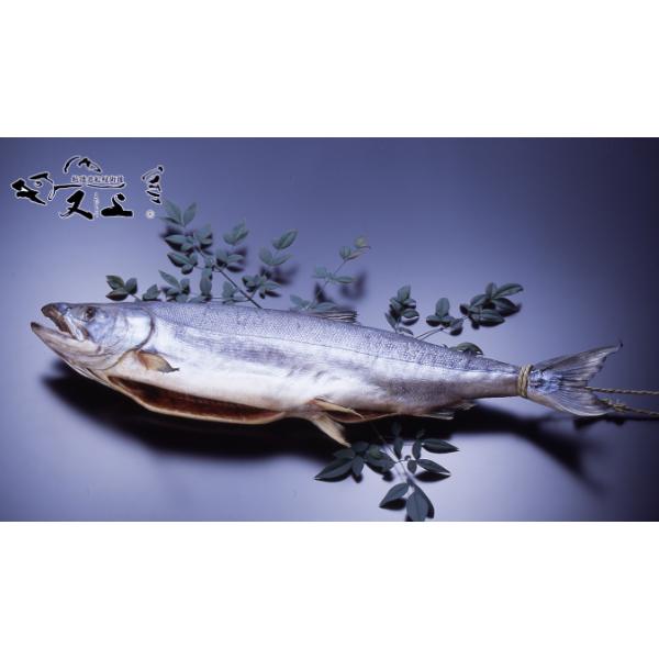特上塩引き鮭 1本物　約５.５ｋｇ 塩引き鮭 しおびきさけ 贈り物 お歳暮 お中元 年末年始 村上名産
