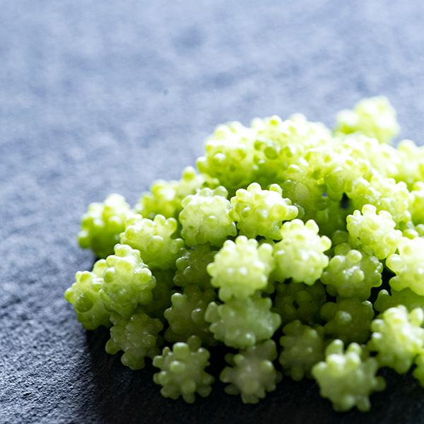 ̂؂Ƃ tʁ@ َq v[g 蕨 Mtg aَq َq   yY AȓyY NX}X