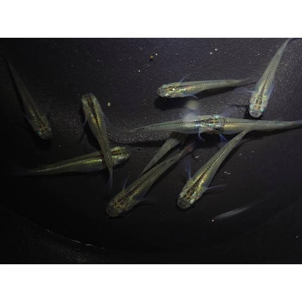 琉球ミナミメダカ 沖縄に生息するミナミメダカ＜琉球メダカ＞の実態とは 絶滅危機の主な
