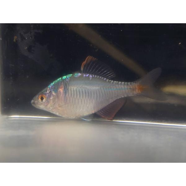 メタリック  バラタナゴ  カガミ鱗  5匹  3㌢〜4㌢ メタリック バラタナゴ カガミ鱗 5匹 3㌢〜4㌢ (観空大) 竜ヶ崎の