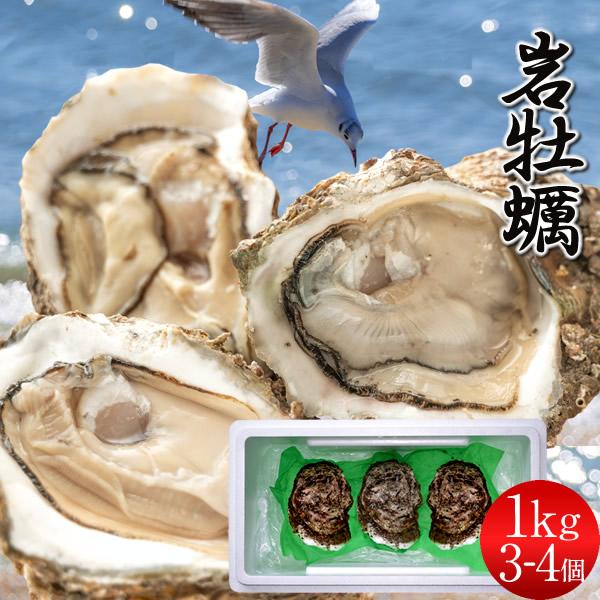 生牡蠣【6月解禁】1kg［3-4個入］岩牡蠣 天然カキ夏輝 ブランド帯なし 家庭向け 鳥取県産 生食用 岩がき［父の日ギフトお中元］