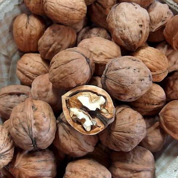 殻付きくるみ 1kg 信州産 Buyee Buyee Japanese Proxy Service Buy From Japan Bot Online