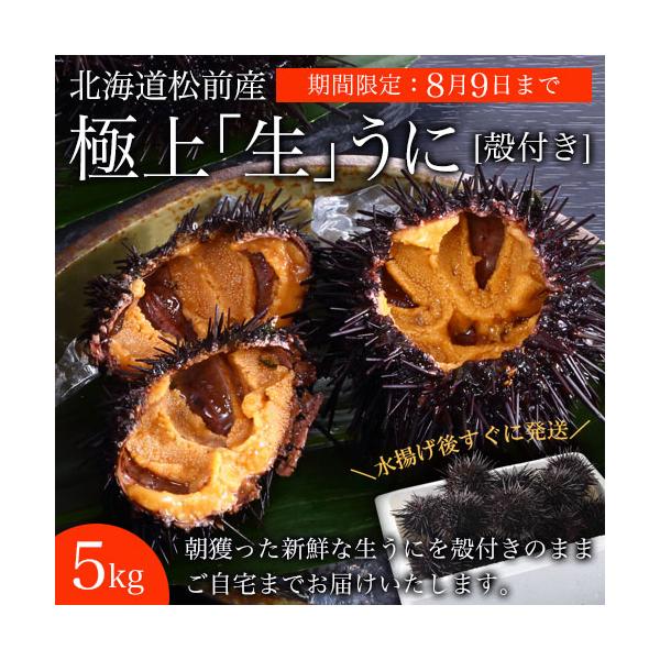 綺麗に並んだムラサキウニ５枚と宇和島じゃこ天５枚付き 北海道産 生ウニ 殻付き 5kg 国産 うに 生雲丹 キタムラサキウニ
