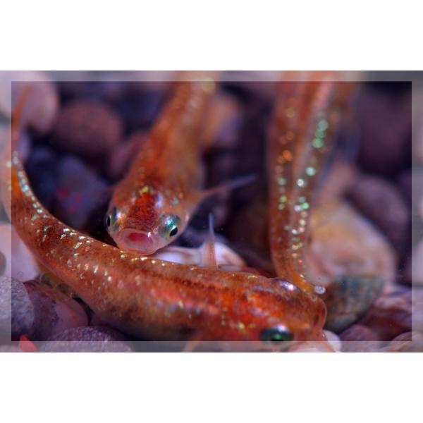 メダカ 赤ブチラメみゆき 幹之 めだか 虹色ラメ 未選別 稚魚 Ss Sサイズ 10匹セット Buyee Buyee 提供一站式最全面最專業現地yahoo Japan拍賣代bid代拍代購服務 Bot Online