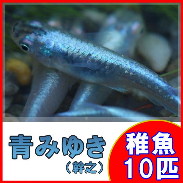 メダカ 青みゆき 幹之 めだか 未選別 稚魚 Ss Sサイズ 10匹セット Buyee Buyee 提供一站式最全面最專業現地yahoo Japan拍賣代bid代拍代購服務 Bot Online