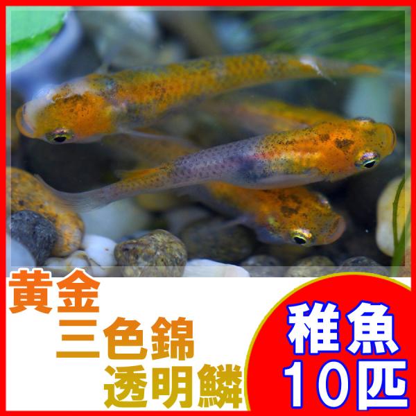 メダカ 黄金三色錦透明鱗めだか 未選別 稚魚 Ss Sサイズ 10匹セット Buyee Servis Zakupok Tretim Licom Buyee Pokupajte Iz Yaponii