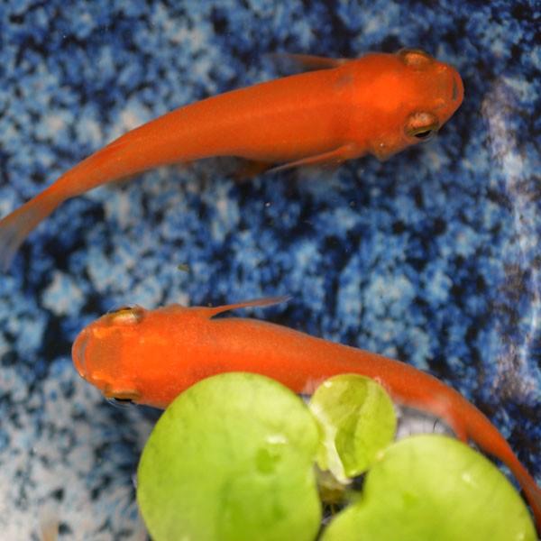 メダカ 紅帝楊貴妃めだか 稚魚 Ss Sサイズ 10匹セット Buyee Buyee Japanese Proxy Service Buy From Japan Bot Online