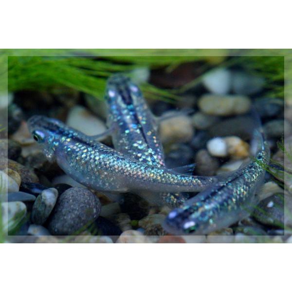 メダカ 黒ラメみゆき 幹之 めだか 虹色ラメ 未選別 稚魚 Ss Sサイズ 10匹セット Buyee Buyee 日本の通販商品 オークションの代理入札 代理購入