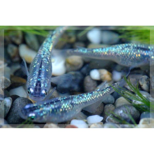 メダカ)黒ラメみゆき(幹之)めだか 虹色ラメ 未選別 稚魚 SS-Sサイズ 10匹セット /【Buyee】 日本代购平台-产品购物网站大全-Buyee一站式代购 bot-online メダカ)黒ラメみゆき(幹之)めだか 虹色ラメ 未選別 稚魚 SS-Sサイズ 10匹セット /【Buyee】 日本代购平台-产品购物网站大全-Buyee一站式代购 bot-online