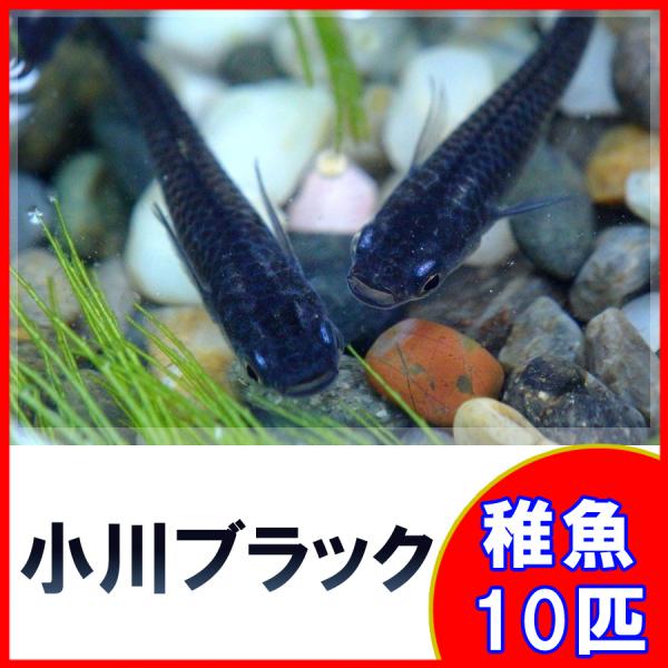 メダカ 小川ブラックめだか 稚魚 Ss Sサイズ 10匹セット Buyee Buyee Japanese Proxy Service Buy From Japan Bot Online
