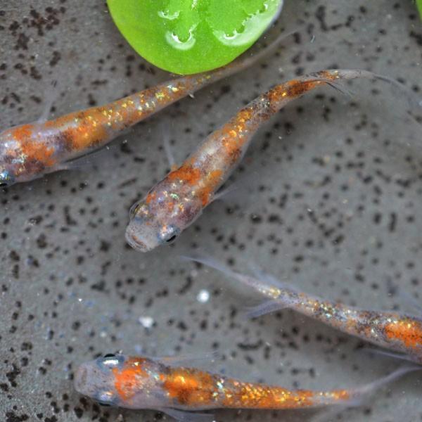 メダカ 新系統 三色ラメみゆき 幹之 めだか 虹色ラメ 未選別 稚魚 Ss Sサイズ 10匹セット Buyee Buyee Japanese Proxy Service Buy From Japan Bot Online