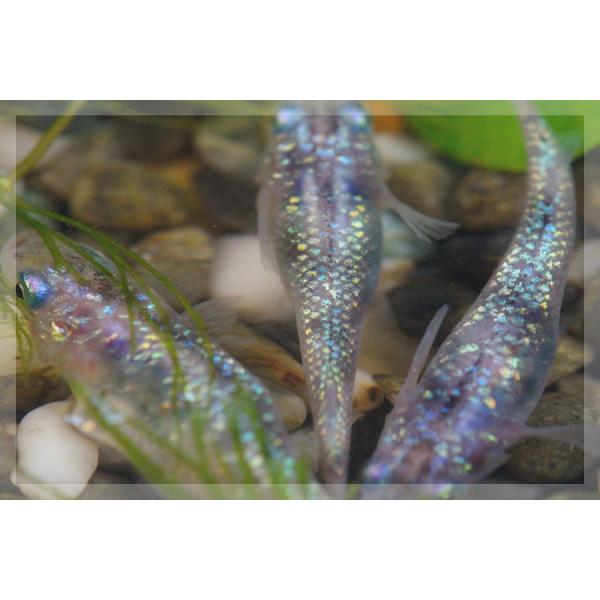 メダカ 白ブチラメみゆき 幹之 めだか 虹色ラメ 未選別 稚魚 Ss Sサイズ 10匹セット Buyee 日本代购平台 产品购物网站大全 Buyee一站式代购 Bot Online