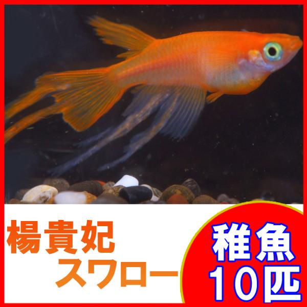 メダカ 楊貴妃スワローめだか 未選別 稚魚 Ss Sサイズ 10匹セット Buyee Buyee 日本の通販商品 オークションの代理入札 代理購入