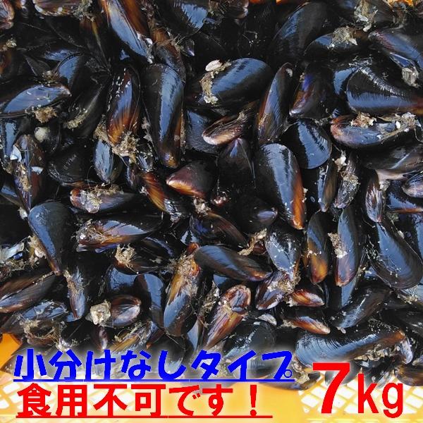 食用ベースには選別などしておりません。釣り餌用としてなので多少のごみや割れてしまった個体の混入はあるものと考えてください。食用ではないので絶対食べないようにお願いします。大きさは写真が1つの目安にはなりますが水揚げ地、時期で結構幅があります...