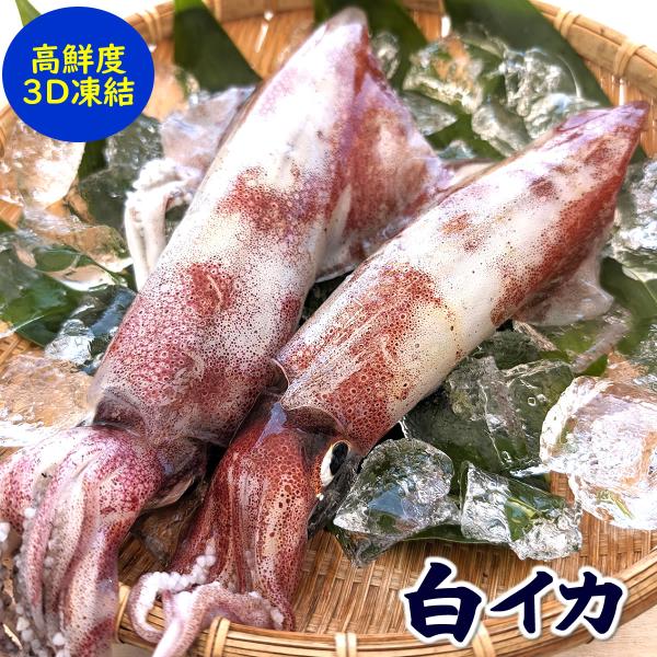 山陰浜坂港のお刺身用！最高級！「白いか（ケンサキイカ）」（バラ・急速冷凍）超特大1杯（600〜690ｇ程度）【兵庫県浜坂産】個包装（しろいか・けんさきいか）