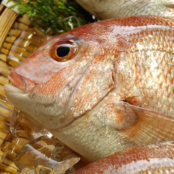 天然・真鯛（下処理済み・冷凍） １尾 約17-19cm (浜坂産)（たい・タイ）