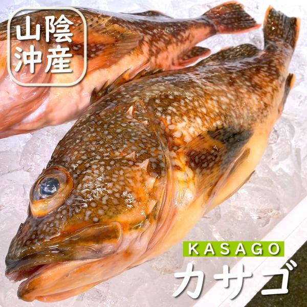 魚 かさご 魚の人気商品 通販 価格比較 価格 Com