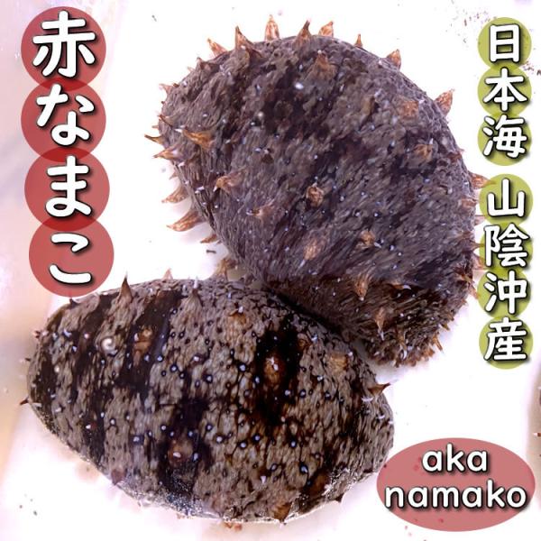 なまこ 生 魚の人気商品 通販 価格比較 価格 Com