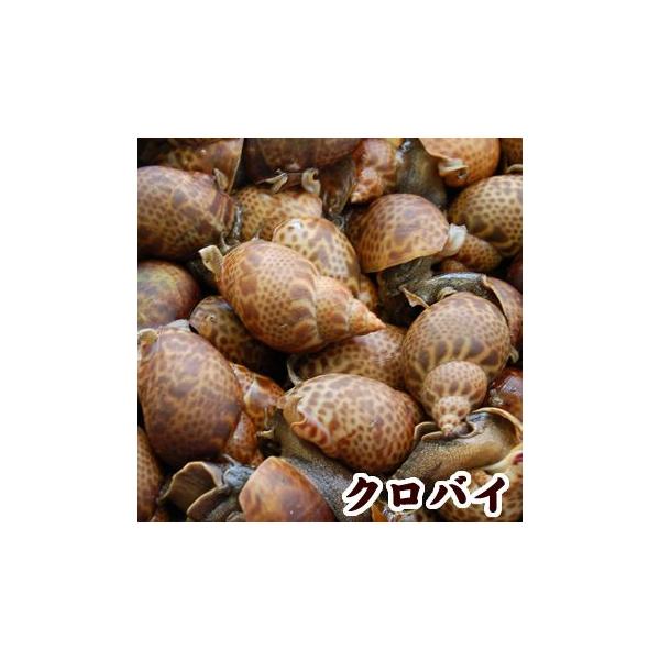 湯通し済・クロバイ（冷凍）（加熱用）約500g　（兵庫県浜坂産）