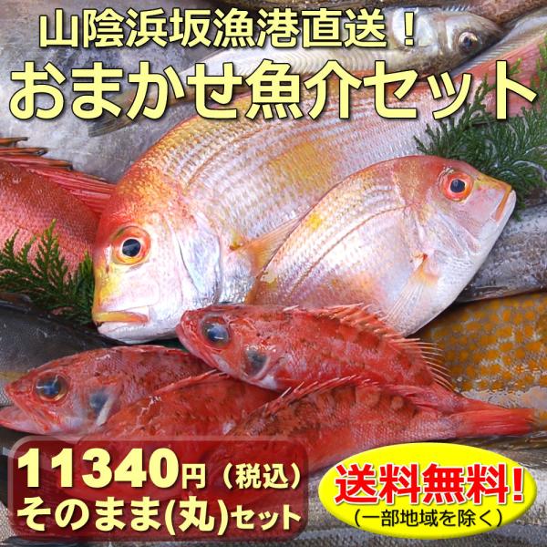 鮮魚セット（生・冷蔵） 送料無料11340円（税込）セット (丸のまま・下処理なし)  山陰浜坂港直送 朝とれおまかせ鮮魚・魚介 （海鮮 ギフト 鮮魚ボックス）