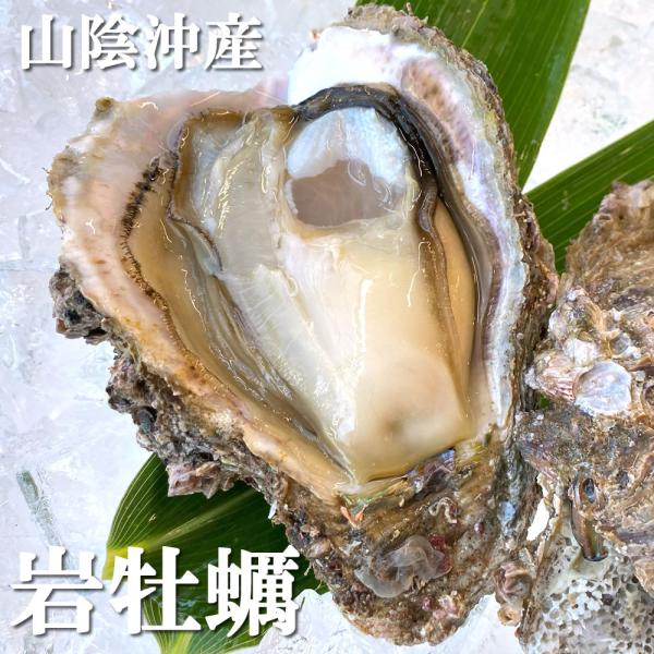 天然岩牡蠣(生)大〜特大　3個　（山陰沖産）（いわがき、イワカキ、いわかき、岩がき、岩ガキ）