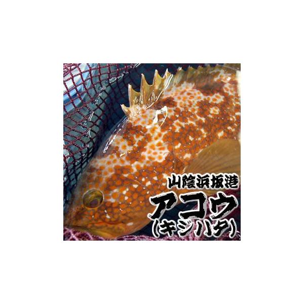 超高級魚　活・アコウ（生）　1尾　約1.0-1.2ｋｇ前後　（浜坂産）　活かしてますので、発送直前に〆てお届け致します。(キジハタ、アカミズ、赤水)